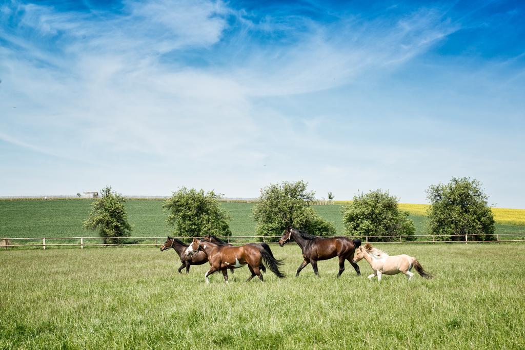 Отель Hospudka Na Halde Borsice Экстерьер фото